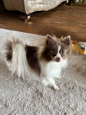 Stunning Long Haired Chihuahua Puppies For Sale