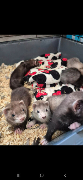 Ferrets for sale one Gill left!!