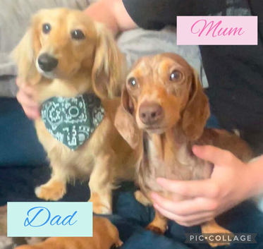 Sullivan Miniature Long Hair Cream Daschund