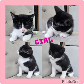 Last 2 cute kittens ready now
