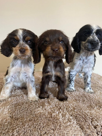 Kc registered show type spaniels