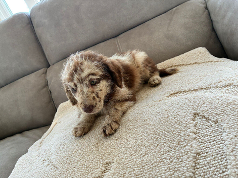Merel labradoodle