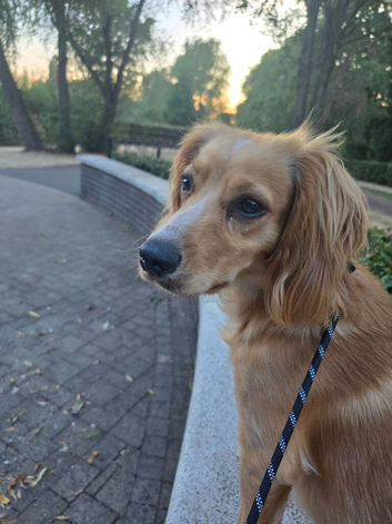 Hugo 10 month old cocker spaniel
