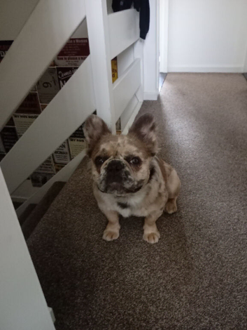 Long hair french bulldog