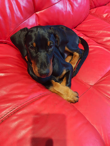 KC registered puppies