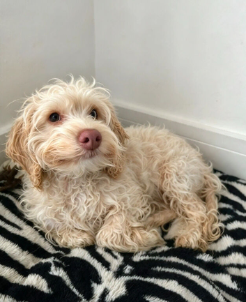 Female cockapoo
