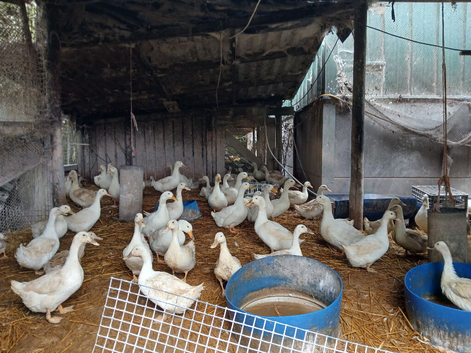 White Ducks