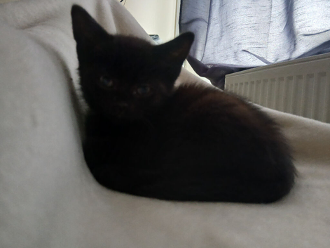 Black kitten