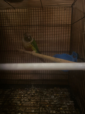 2 males