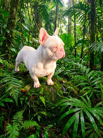 PLATINUM PINK FRENCH BULLDOG