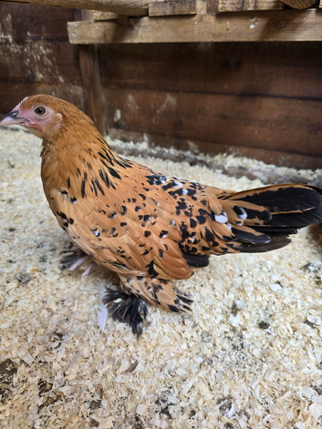 Sablepoot Pullet Growers