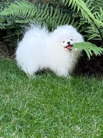 Beautiful Pure White Boy Kc Registered