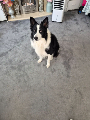 Border collie