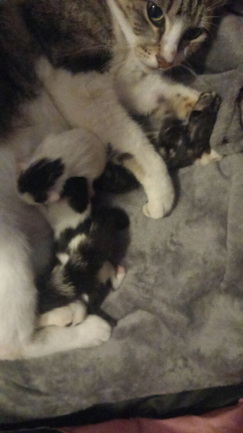 8 week old kittens  and mother