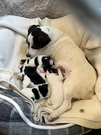 Jack Russell puppies for sale