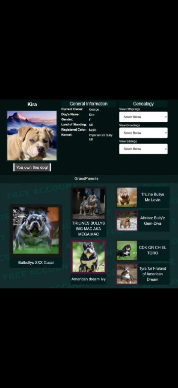Female American pocket bully