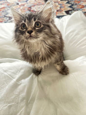 Kittens British longhair and An American Shorthair