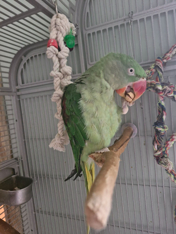 Female Alexandrine dna proven