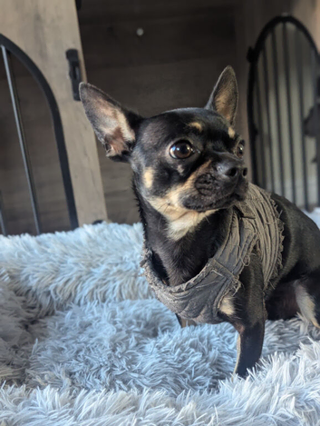 1 year old male chihuahua 300 Ono