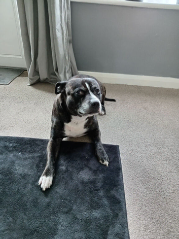 Staffy looking for a good home