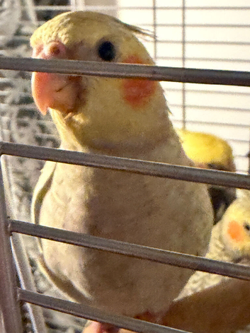 Cockatiels Hand reared