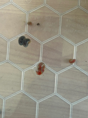 X10 red Ramshorn snails