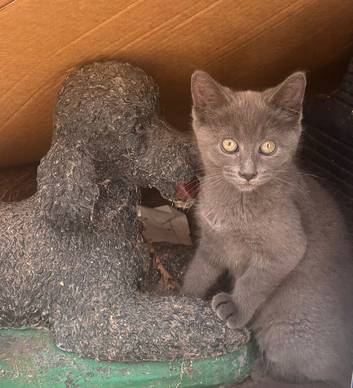 Female Maine Coon Cross