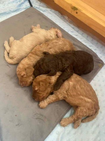 Charming Cavapoo Puppies Awaiting Homes description