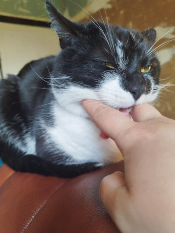 3 year old cat for sale