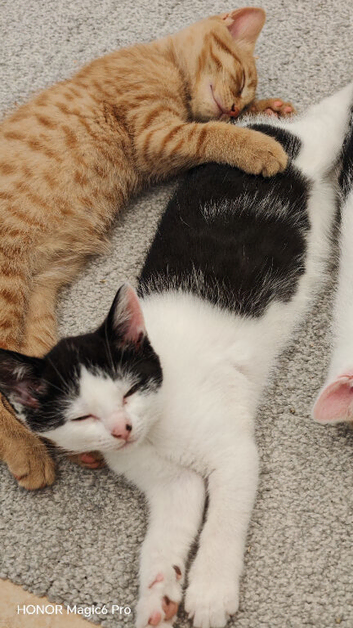 Two Beautiful Kittens Looking for Loving Homes