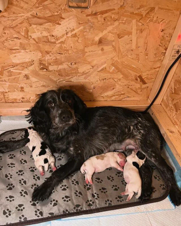 3 Cocker Spaniels ready to reserve