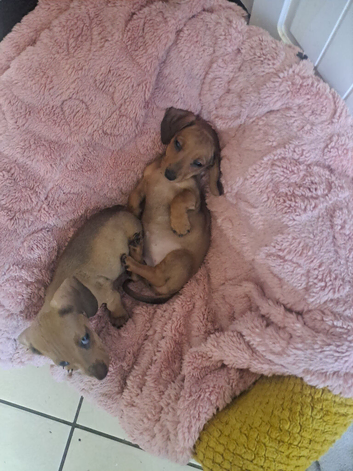 Miniature dachshund pra clear 2 girls looking for loving home ready now