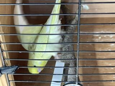 budgies zebra finches and parrotlets