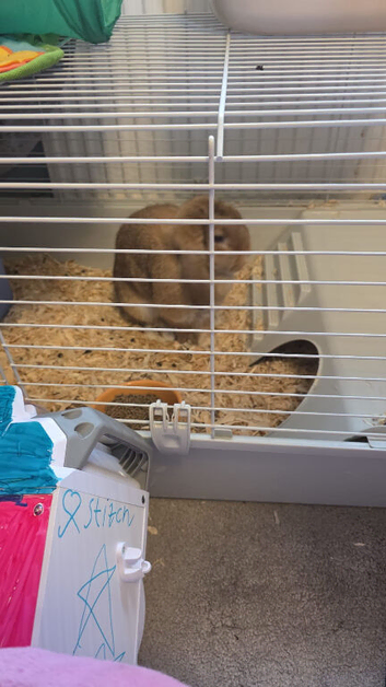 Mini lop for sale