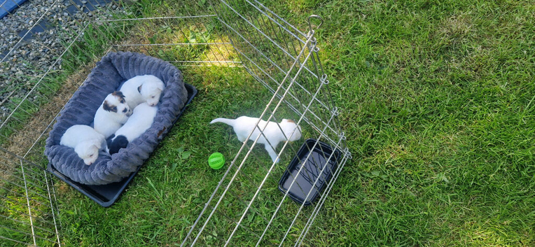 Jack russel puppies