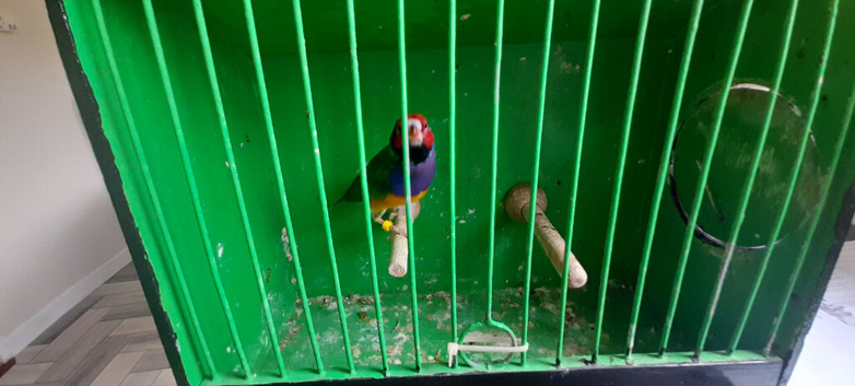 Beautiful male red face gouldian