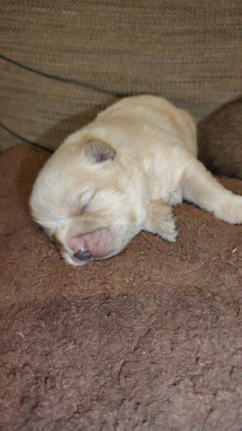 Chow chow pups