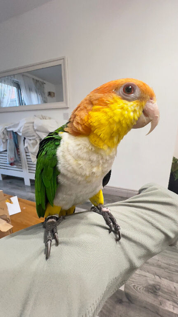 Stunning hand tamed caique parrot for sale