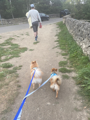 Need a hand with your furry friends ?