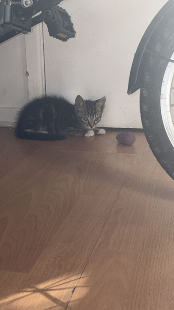 11 week old kitten