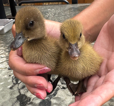 3 Kharki Campbell ducklings
