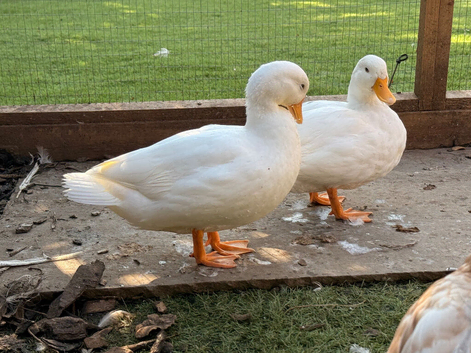 White Call drakes June 2026 hatch