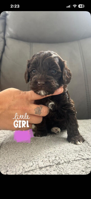 5 beautiful cockapoo puppies 2 girls 3 boys