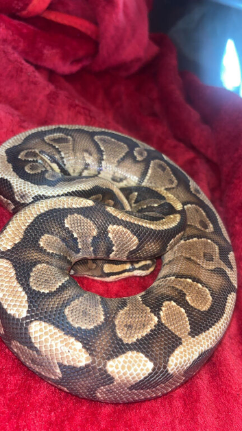 Male royal python
