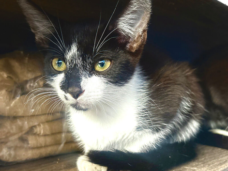 Beautiful boy for sale