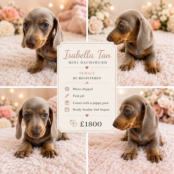 5 KC Miniature Dachshunds