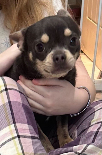 Loving 1 year old Male Chihuahua x French Bulldog for sale