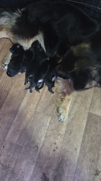 German shepherd puppies