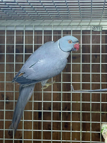 Ring neck parrot