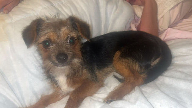 Selling my puppy